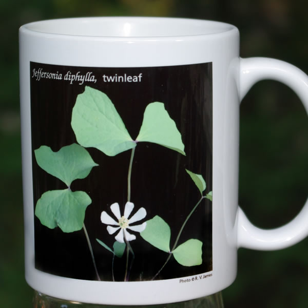 mug jeffersonia large 8134.jpg